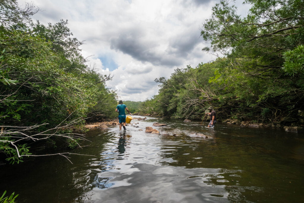 excursiones peces del uruguay