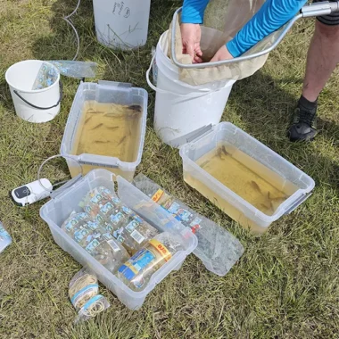 Seleccionando peces