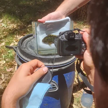 fotografiando peces