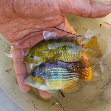 peces en la mano